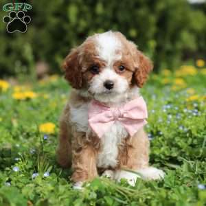 Bambi, Cavapoo Puppy